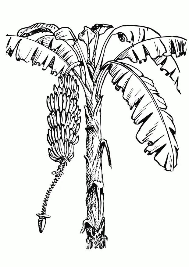 Desenhos de Banana Para Colorir