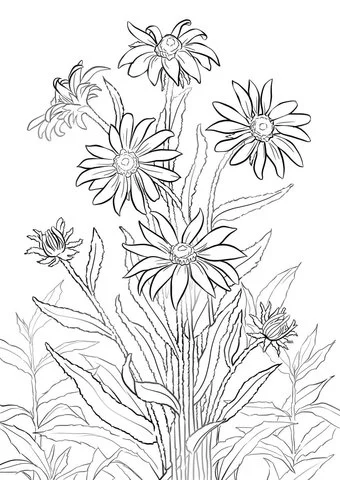 Black eyed susan Coloring Pages 5