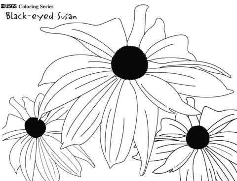 Black eyed susan Coloring Pages 6