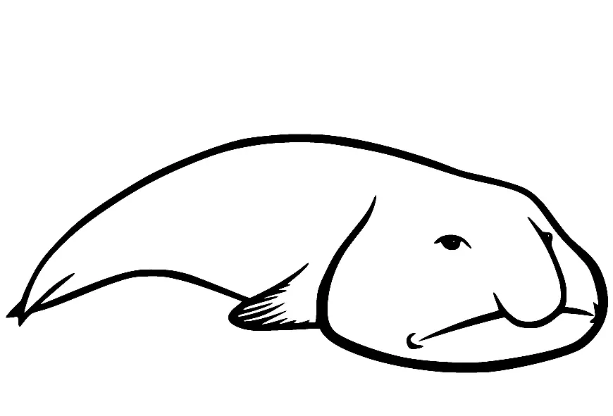 Blobfish Para Colorear 19