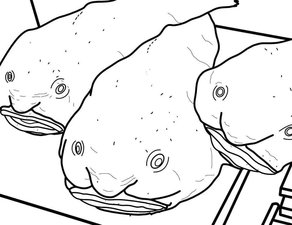 Blobfish Para Colorear 23