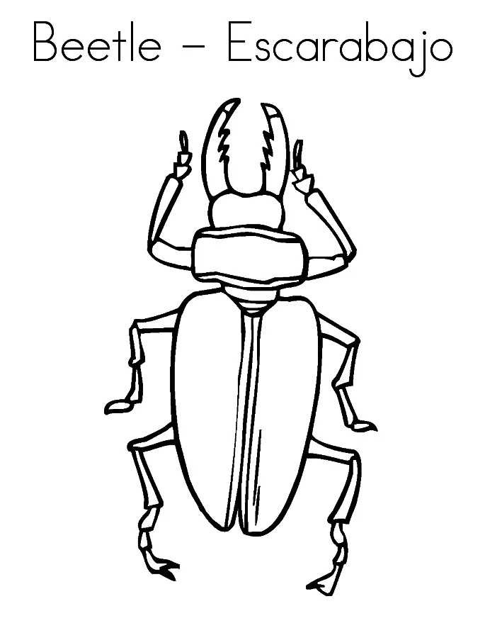 Desenhos de Insetos Para Colorir 15