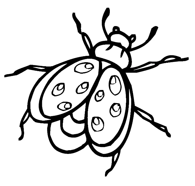 Desenhos de Insetos Para Colorir 16