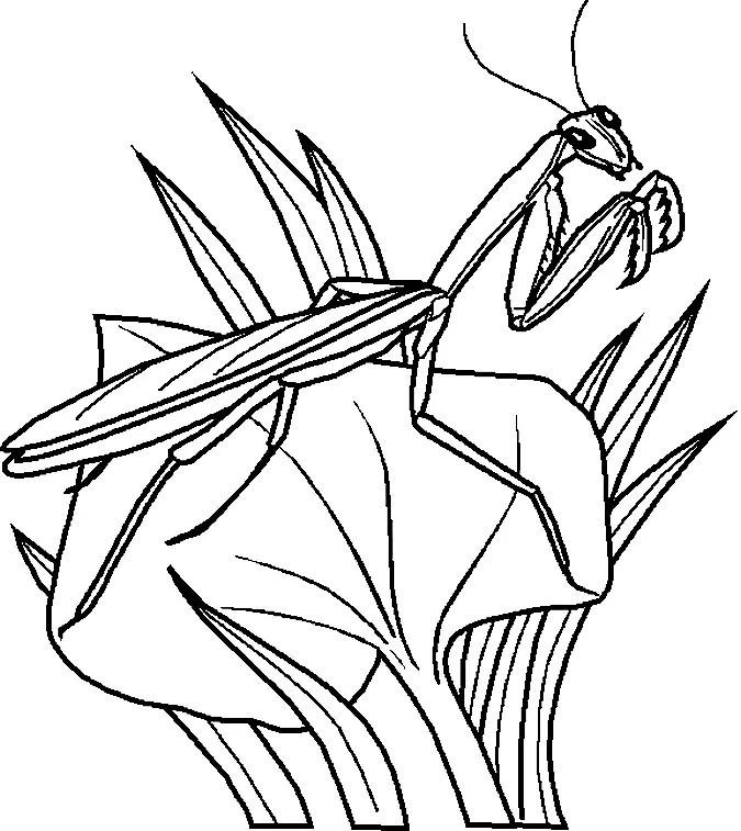 Desenhos de Insetos Para Colorir 2