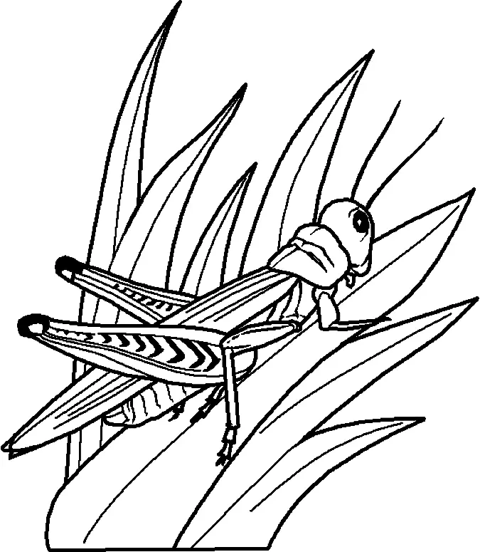 Desenhos de Insetos Para Colorir 21
