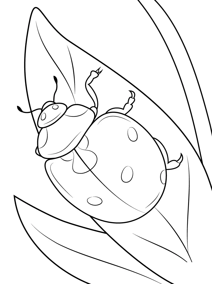 Desenhos de Insetos Para Colorir 31
