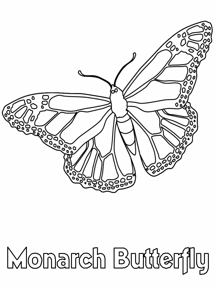 Schmetterling Ausmalbilder 17