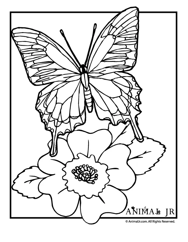 Schmetterling Ausmalbilder 25