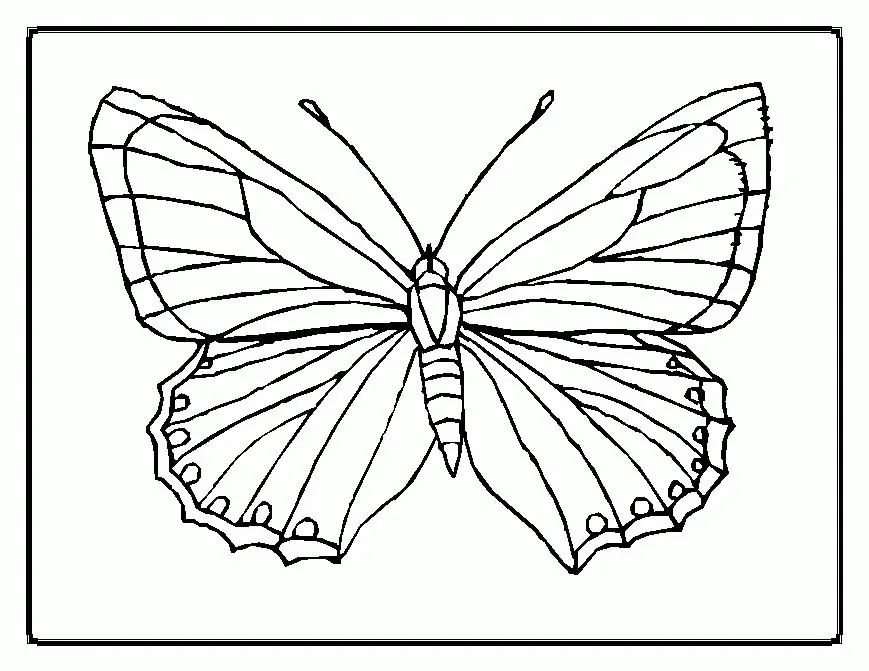 Schmetterling Ausmalbilder 26