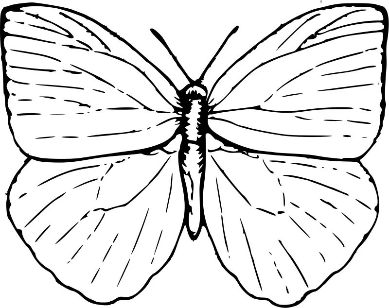Schmetterling Ausmalbilder 4