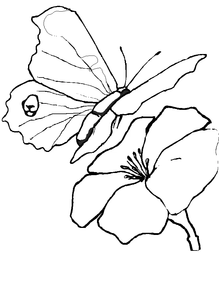 Schmetterling Ausmalbilder 41