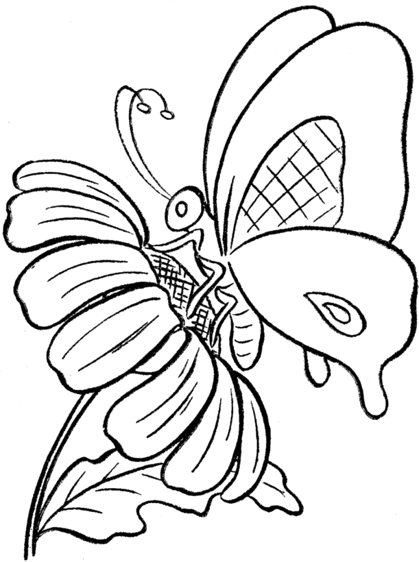 Schmetterling Ausmalbilder