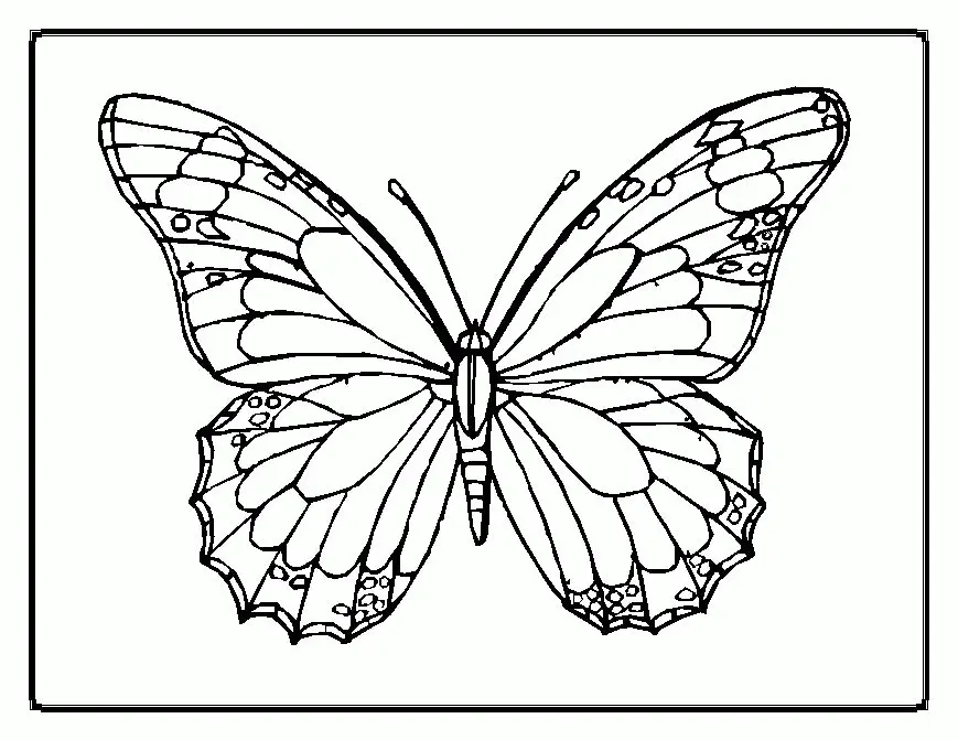 Schmetterling Ausmalbilder 9