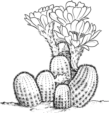 Cactus Para Colorear 15