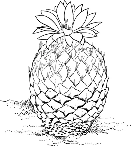 Cactus Para Colorear 17