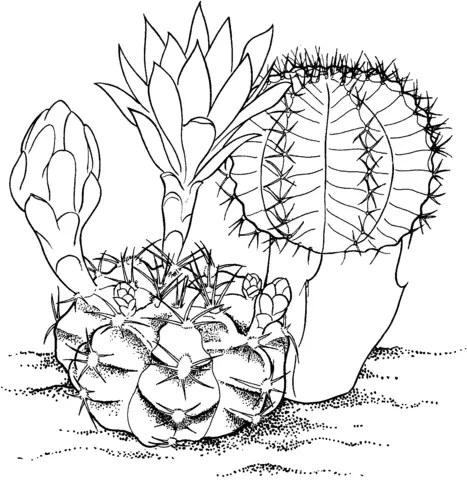 Cactus Para Colorear 19