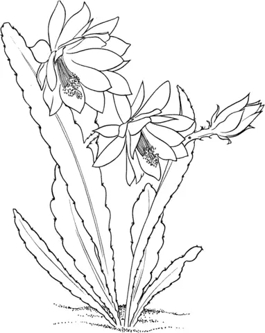 Cactus Para Colorear 22