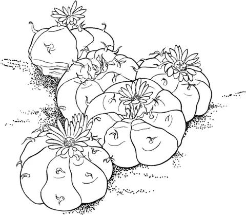 Cactus Para Colorear 23