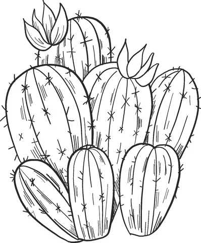 Cactus Para Colorear 25