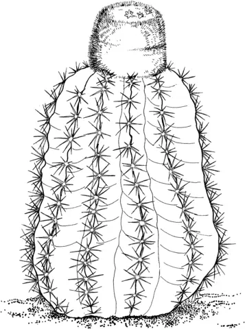 Cactus Para Colorear 29