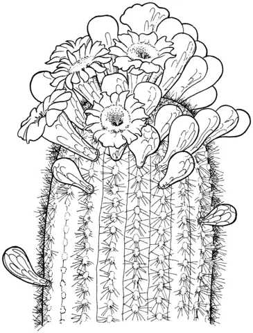 Cactus Para Colorear 31