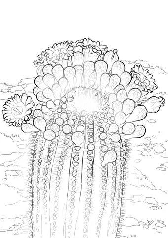 Cactus Para Colorear 33