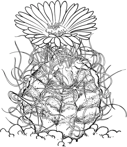 Cactus Para Colorear 35