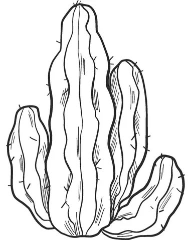 Cactus Para Colorear 56