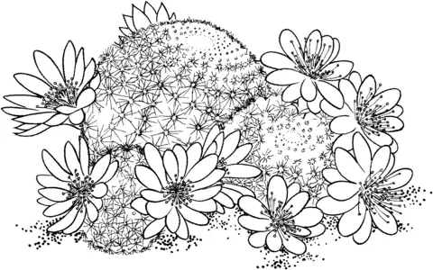 Cactus Para Colorear 58
