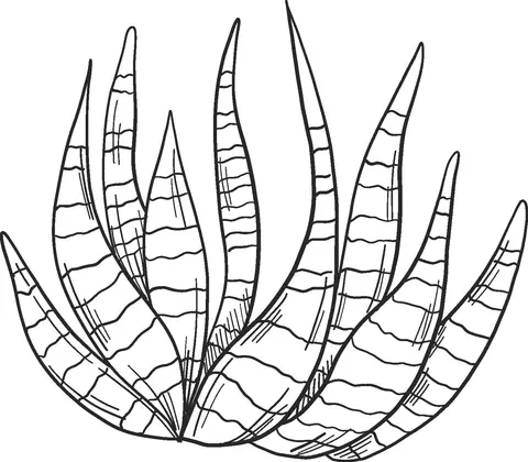 Cactus Coloring Pages 72