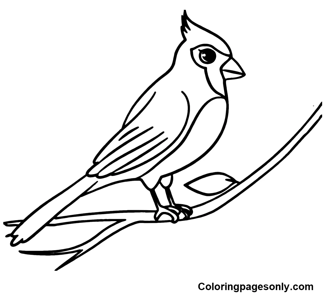 Desenhos de Cardeal Para Colorir 16