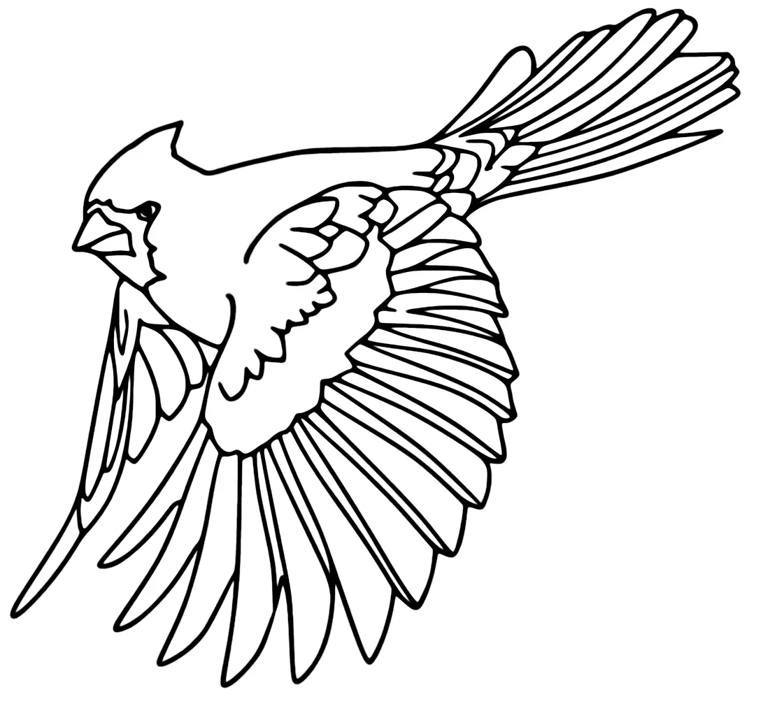 Desenhos de Cardeal Para Colorir 19