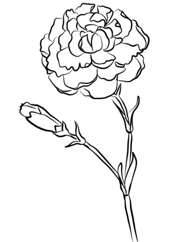 Clavel Para Colorear 3
