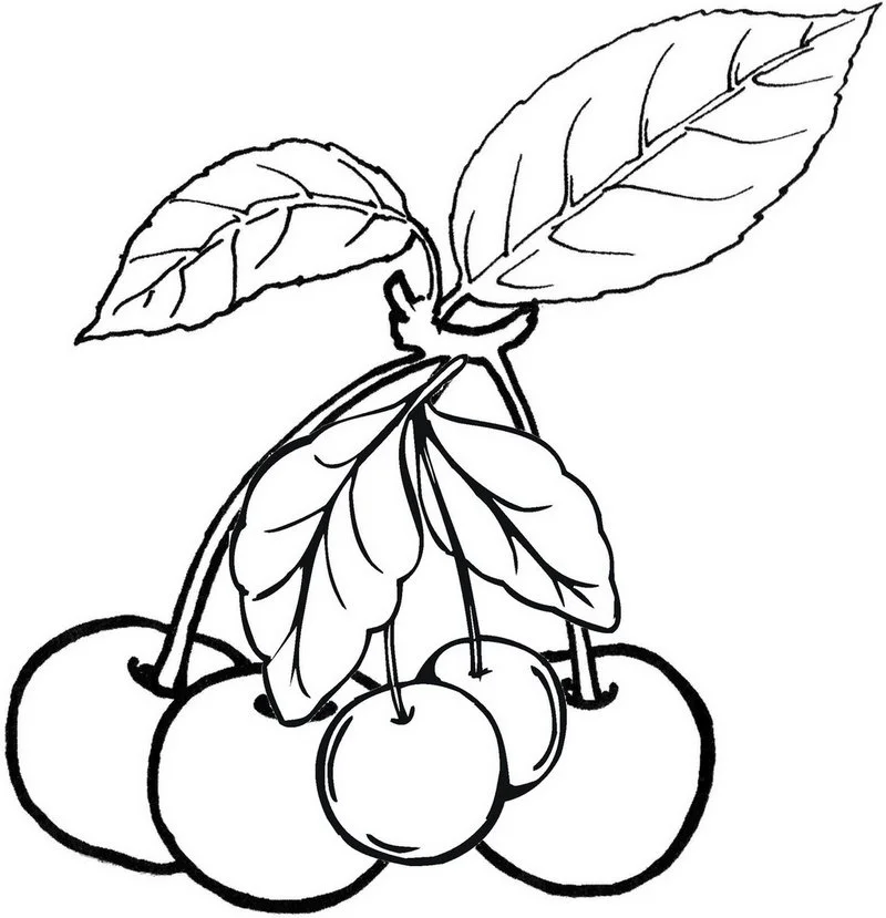 Kirsche Ausmalbilder 33