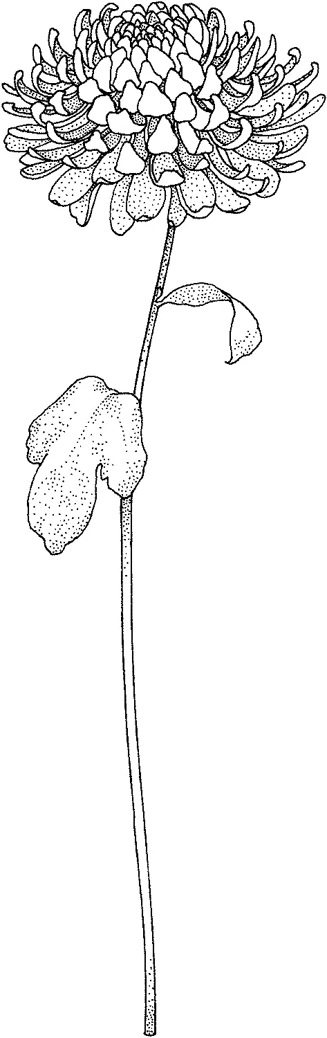 Crisantemo para Colorear 10