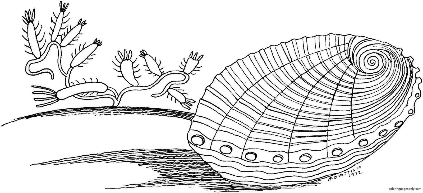 Almejas Para Colorear 16