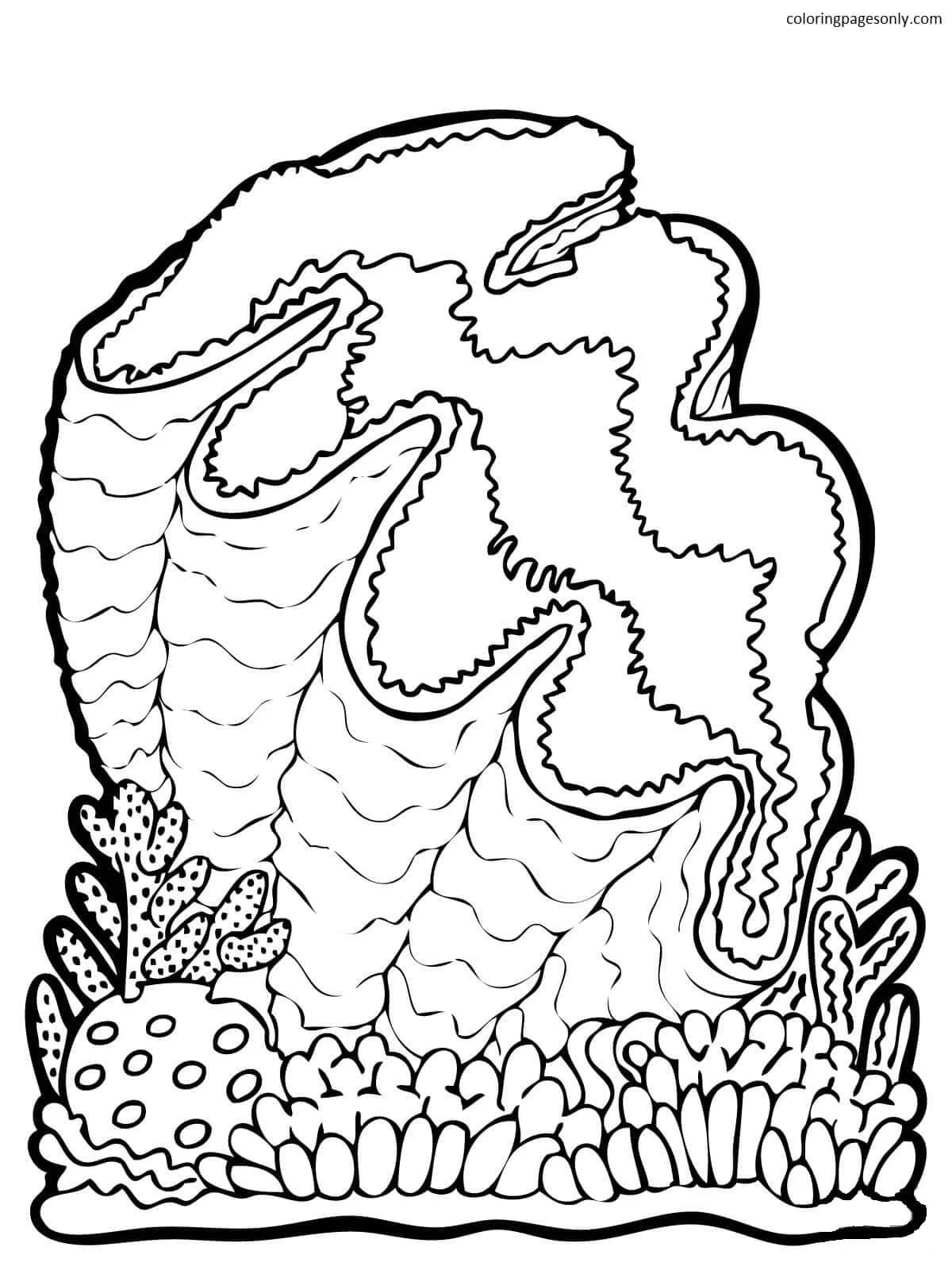 Almejas Para Colorear 18