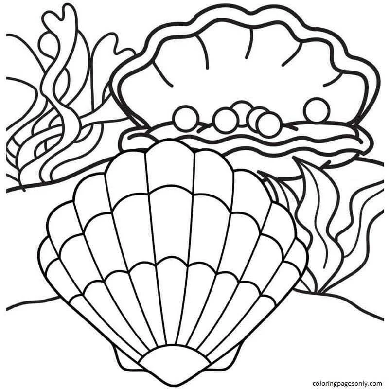 Almejas Para Colorear 9