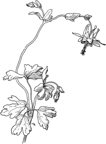 Columbine Coloring Pages 2