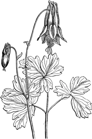 Columbine Coloring Pages 3