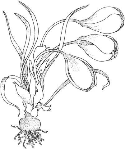 Crocus Para Colorear