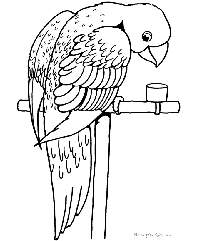 Cute Bird Coloring Pages 36