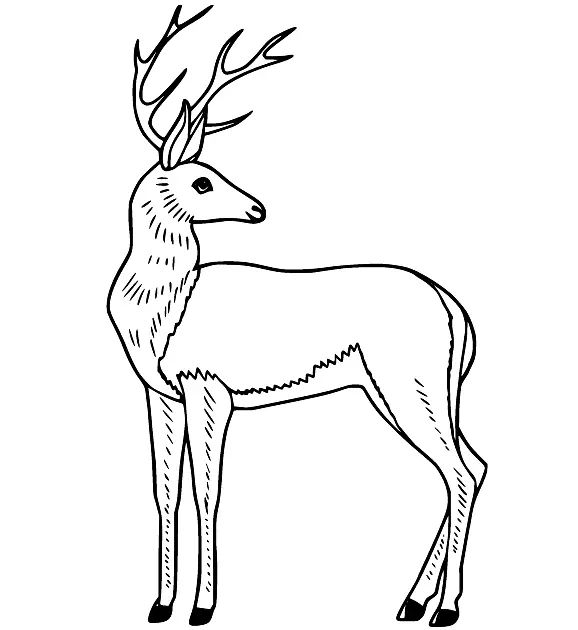 Deer Coloring Pages 57