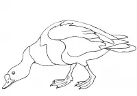 Patos Para Colorear 20