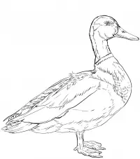 Ducks Coloring Pages 27