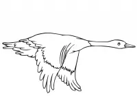 Ducks Coloring Pages 30