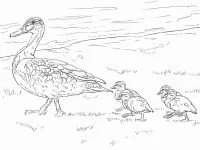 Patos Para Colorear 32