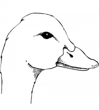 Enten Ausmalbilder 35