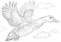 Ducks Coloring Pages 40