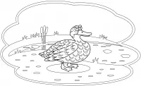 Ducks Coloring Pages 43